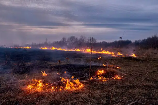 In the spring in the evening, dry grass burns on the field near the road. Grassroots natural fire.