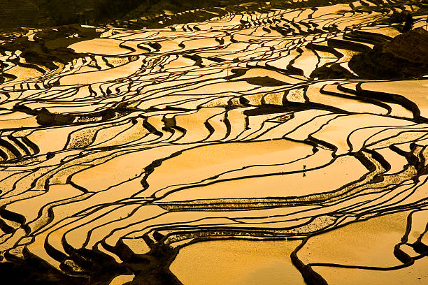 istock Yuanyang Terrace Duoyishu Sunset 131539436