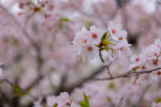 istock cherry blooms at the park cloudy day 1315394583