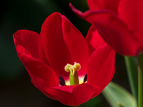 A red tulip in Willamette Valley of Oregon.