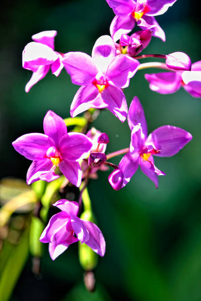 istock A picture of a colored beautiful orchid 1315397314