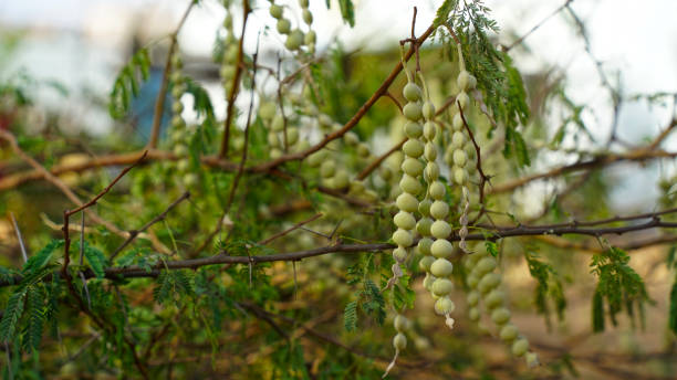 Acacia or Styphnolobium japonicum tree fruits in unripe phase. Long pattern buds flowers of Kikar tree. Flowering buds legumes of Arabia Gum or Acacia tree with green leaves. Tropical plant Babool with budding flower nods. styphnolobium japonicum stock pictures, royalty-free photos & images