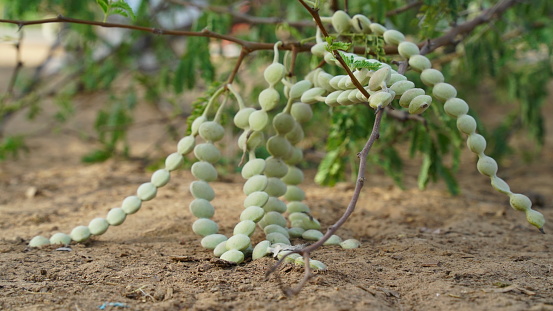 Acacia Senegal or Arabia gum legumes for adhesives, pharmaceuticals use. Tropical plant with green leaves and medicinal use.