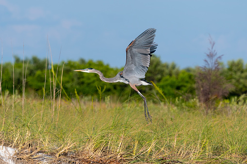 Great blue heron, ardea herodias, beautiful bird in Florida.