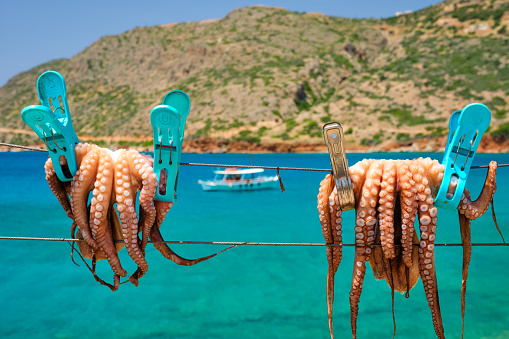 Fresh octopus drying on the rope on sun with turquoise water of Aegean sea with fishing boat on background, Crete island, Greece. Delicious calamari seafood of mediterranean cuisine
