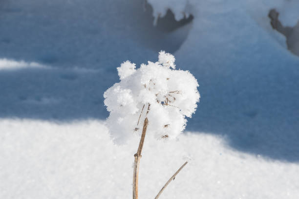istock Dry stem of plant is covered with snow cap 1315402704