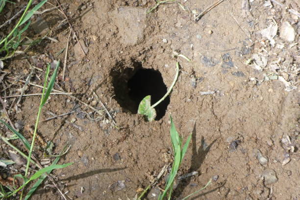 hole found in a park on a spring morning, what caught my attention was that there was no grass in this place