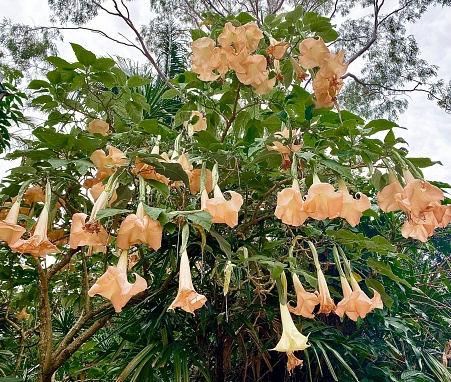 Horizontal looking up to flowering Brugmansia Angel trumphet tree in soft pastel pink orange color in abundant bloom with green foilage against white sky