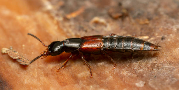 istock Rove beetle, Quedius laevigatus on wood 1315405161