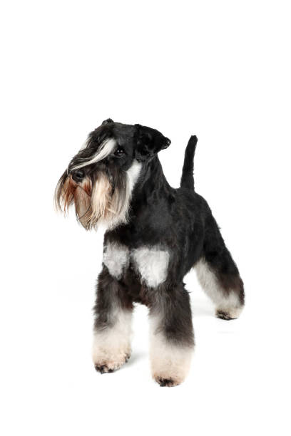 istock dog miniature schnauzer white background 1315407291