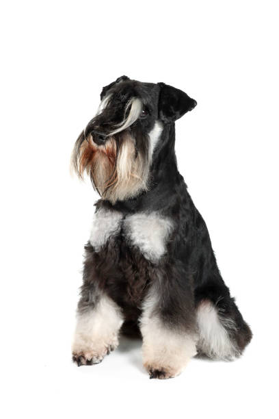 istock dog miniature schnauzer white background 1315407335
