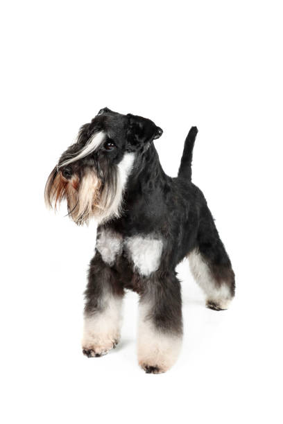 istock dog miniature schnauzer white background 1315407364