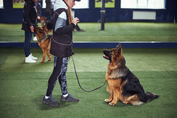 istock Professional trainer teaching an obedient dog the Stay command 1315408652