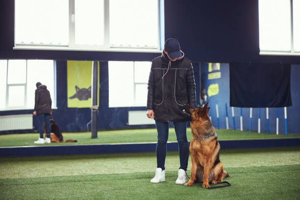 istock Calm dog gazing up at the trainer during the training session 1315408658