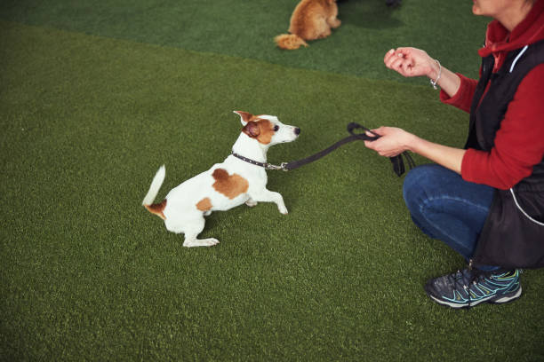 istock Experienced instructor training a cute puppy in the obedience school 1315408686
