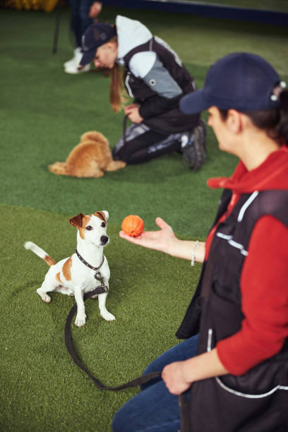 istock Cute puppy being trained by a professional instructor 1315408693
