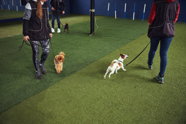 istock Three cute puppies being trained by experienced trainers 1315408721