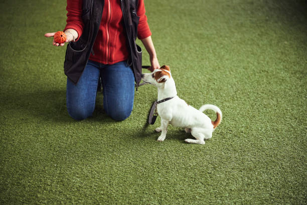 Instructor holding a ball on the palm during the dog training Quiet Jack Russell Terrier with a collar around its neck sitting on the synthetic turf close to a trainer sports training stock pictures, royalty-free photos & images
