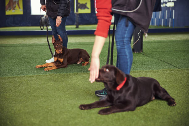 istock Two handlers working with puppies in the obedience school 1315408849
