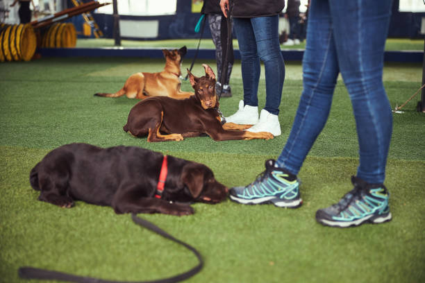 три собаки обучаются профессиональными дрессировщиками - dog training education sports training стоковые фото и изображения