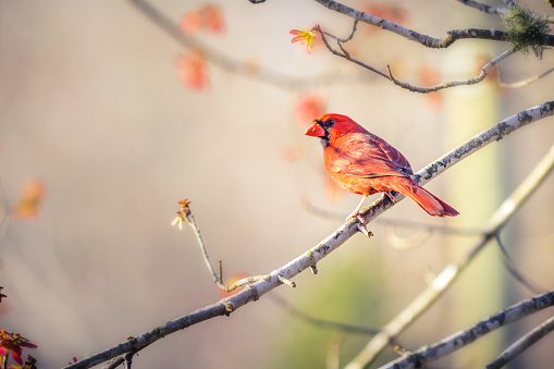 A male cardinal in deep red color, is resting on the branch of a maple tree in Durham, North Carolina. Its back is on the camera while the head is slightly turned to the left showing the eye. This image was taken early morning during spring season.