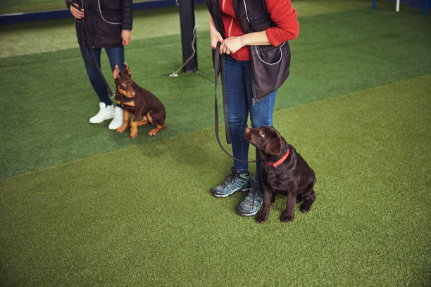 istock Trainers holding dogs on the leashes during the training session 1315408891