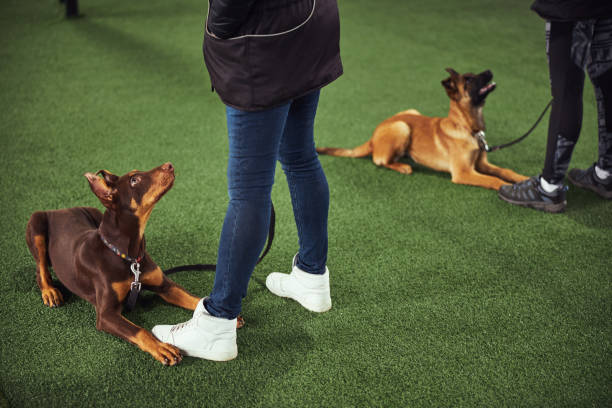 istock Two quiet dogs undergoing group obedience training with professional handlers 1315408895