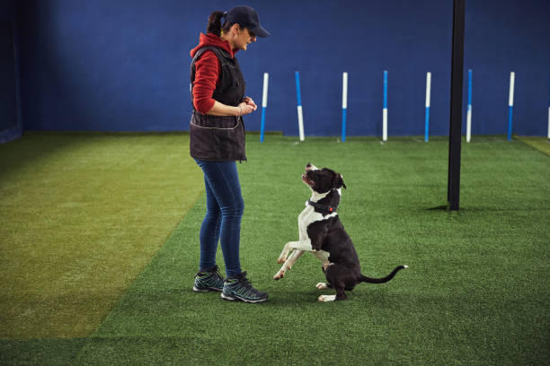 istock Professional female trainer training a calm puppy 1315408942