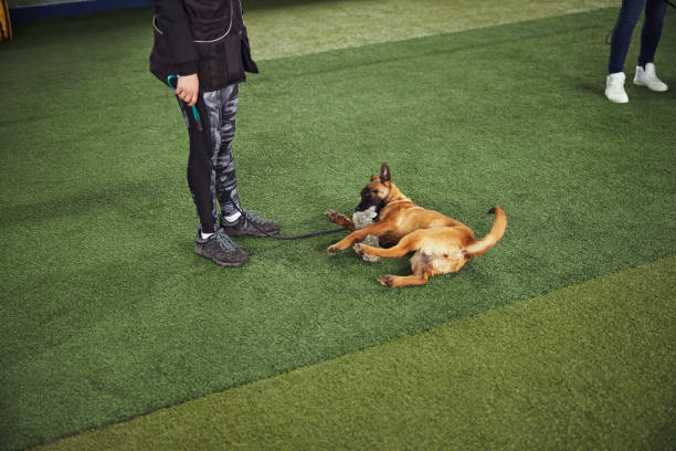 istock Puppy playing with a toy during the training session 1315408964