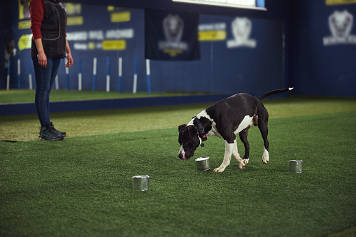 Cropped photo of a dog trainer teaching an American Staffordshire Terrier to smell tin cans