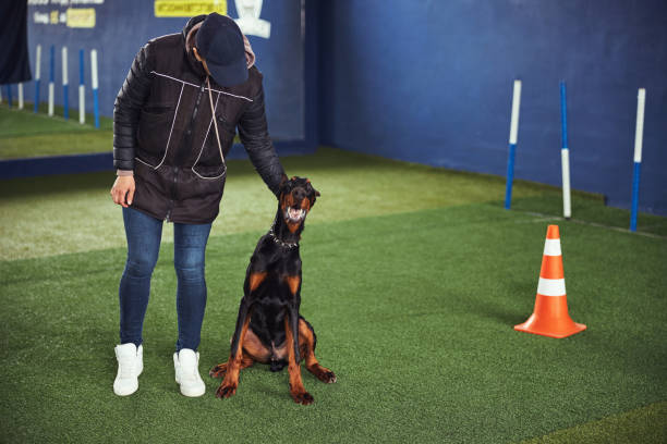istock Dog being trained in the obedience school 1315409095