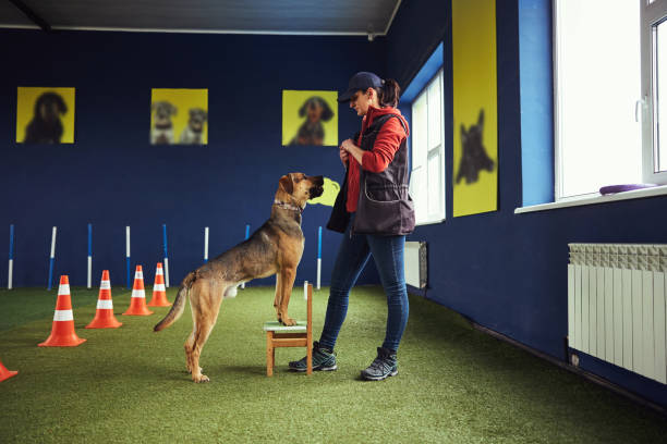 istock Focused canine listening to a trainer command 1315409171