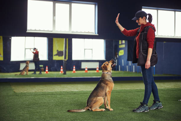 A mixed Labrador female dog looking up and running after the chew toy her trainer is holding.
