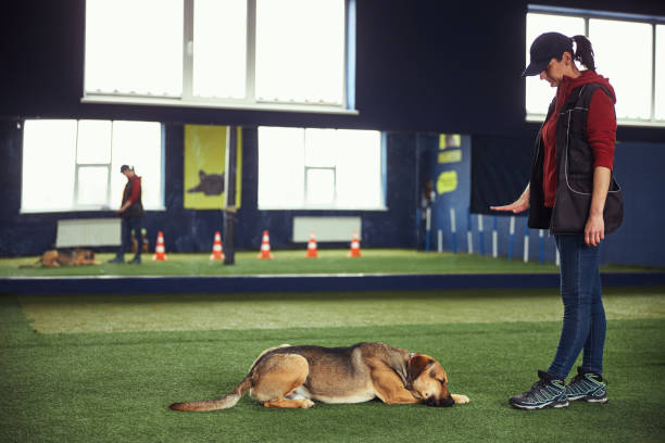 istock Professional handler teaching a dog to lie down 1315409221