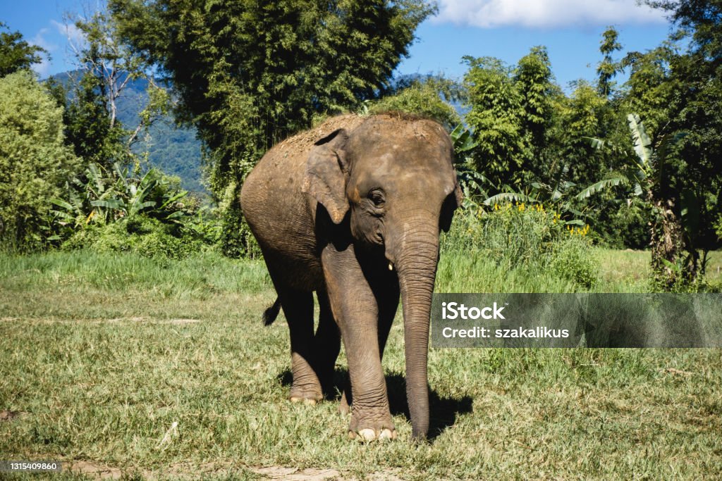 Elephant rescue center. Chiang Mai one day tour. Thailand jungle wildlife background. Wild animal in natural jungle enviroment. Sunny day exotic landscape. Elephant Stock Photo