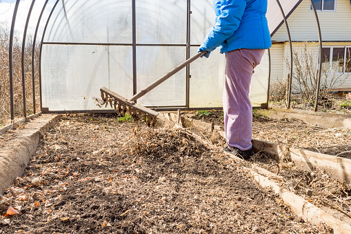 Woman preparing vegetable bed for planting at the early springtime. Loosening the soil with a rake in the greenhouse.