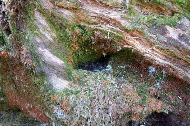 istock thick roots overgrown with moss in the forest 1315411249