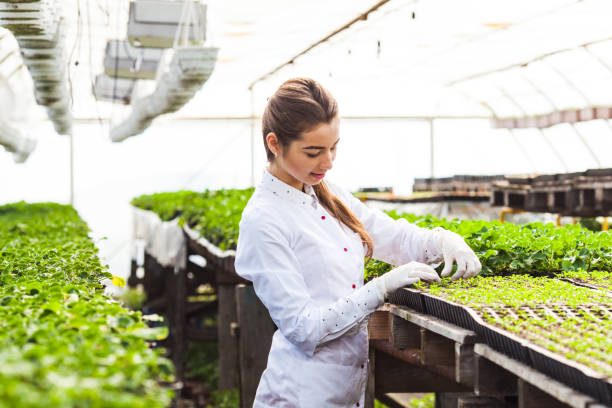 istock Woman Working In Greenhouse 1315411472