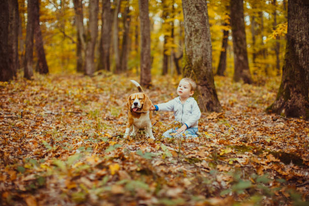 istock Dog In Forest During Autumn 1315411619