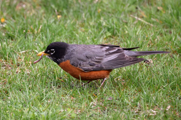 istock Robin sitting on lawn listening for worms to eat 1315413565