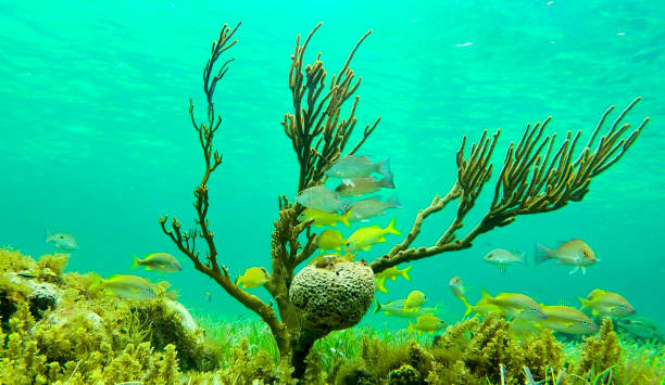 istock Life on the coral reef. 1315414482