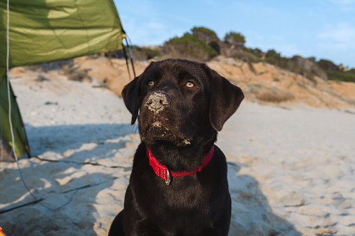 Portrait of chocolate Labrador retriever on the beach with snout dirty with sand