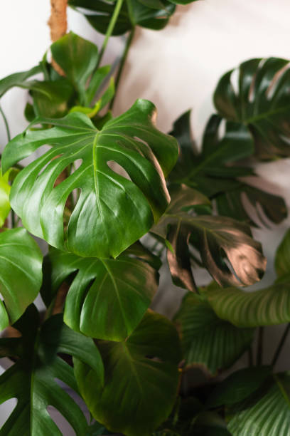 istock Home gardening houseplant background 1315418589
