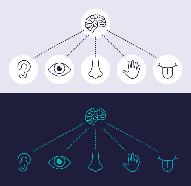 Human Senses Line Icon Symbols Human senses - sight, sound, smell, touch, taste and brain thought hierarchy of human sensory perception. visual sense stock illustrations