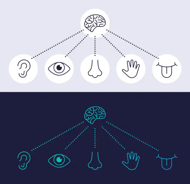 Vector illustration of Human Senses Line Icon Symbols