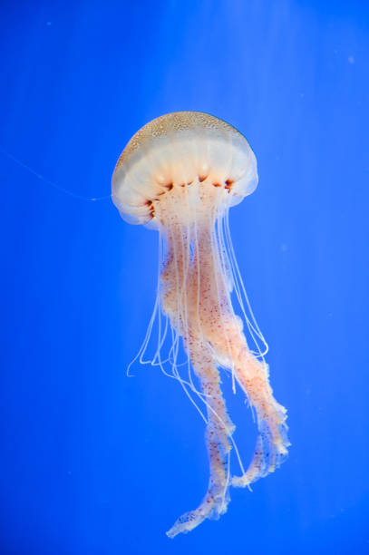 istock Jellyfish swimming in the water. 1315419444