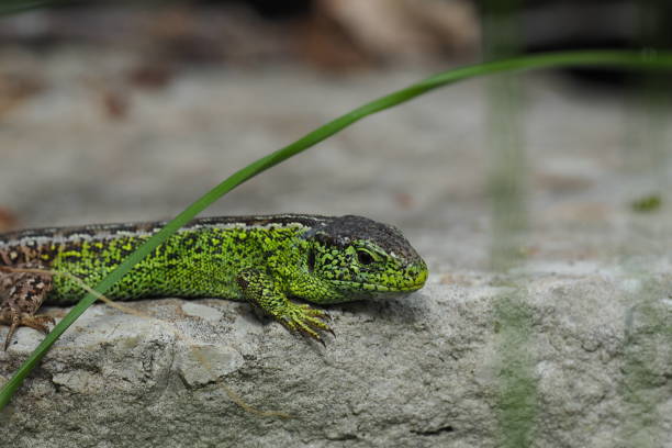 istock lizard,fence lizard,male,green,lacerta agilis, 1315420803