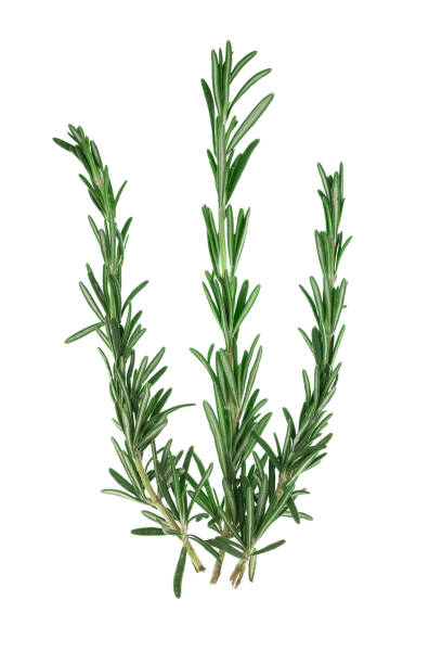 istock Rosemary on a white background. Rosemary herb isolated close up on white. 1315420972