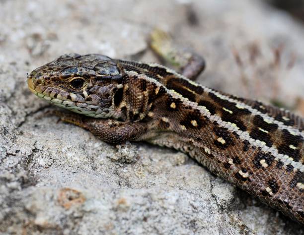 istock lizard,female fence lizard,brown,lacerta agilis, sand lizard, 1315421471