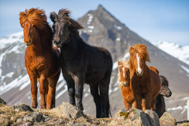 cavalos islandeses. o cavalo islandês é uma raça de cavalo criada na islândia - horse iceland winter snow - fotografias e filmes do acervo